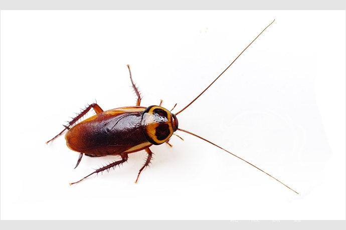 American Roach