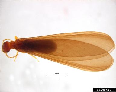 American Roach