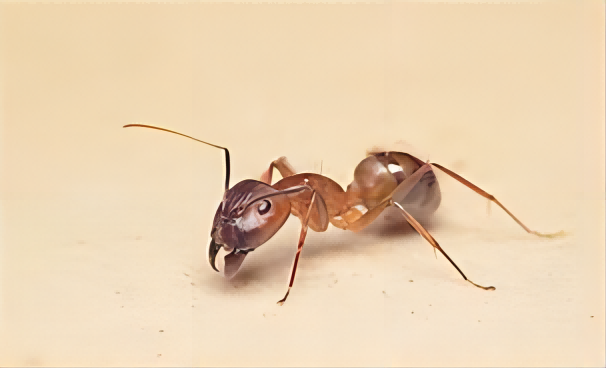 American Roach